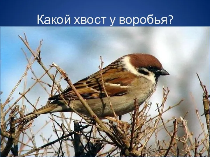 Какой хвост у воробья?