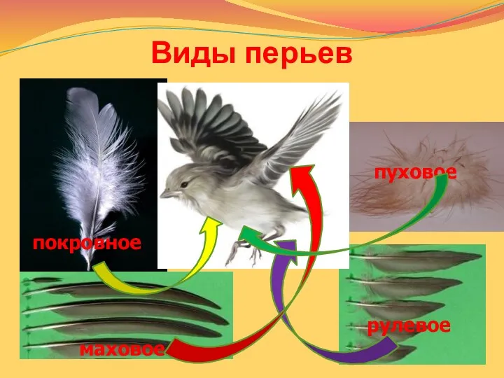 покровное пуховое маховое рулевое Виды перьев