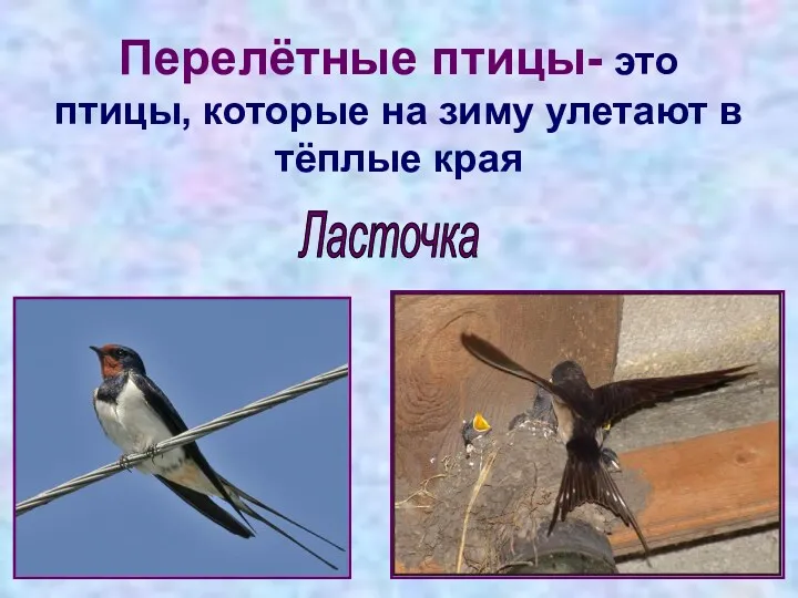 Перелётные птицы- это птицы, которые на зиму улетают в тёплые края Ласточка