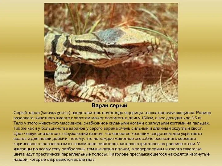 Варан серый Серый варан (Varanus griseus) представитель подотряда ящерицы класса