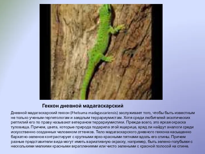 Геккон дневной мадагаскарский Дневной мадагаскарский геккон (Phelsuma madagascariensis) заслуживает того,