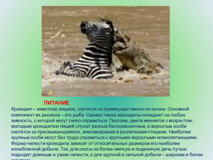 ПИТАНИЕ Крокодил – животное хищное, охотится он преимущественно по ночам.