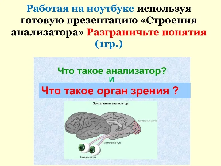 Работая на ноутбуке используя готовую презентацию «Строения анализатора» Разграничьте понятия(1гр.) Что такое орган зрения ? И