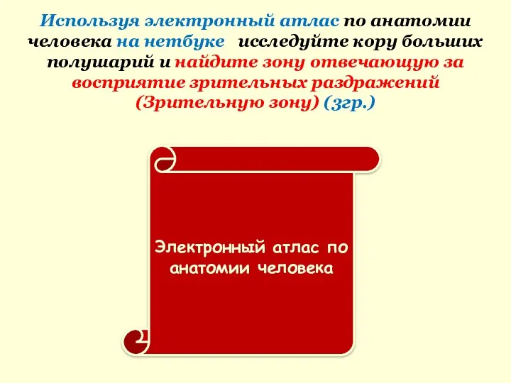 Используя электронный атлас по анатомии человека на нетбуке исследуйте кору