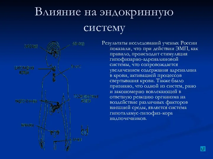 Влияние на эндокринную систему Результаты исследований ученых России показали, что