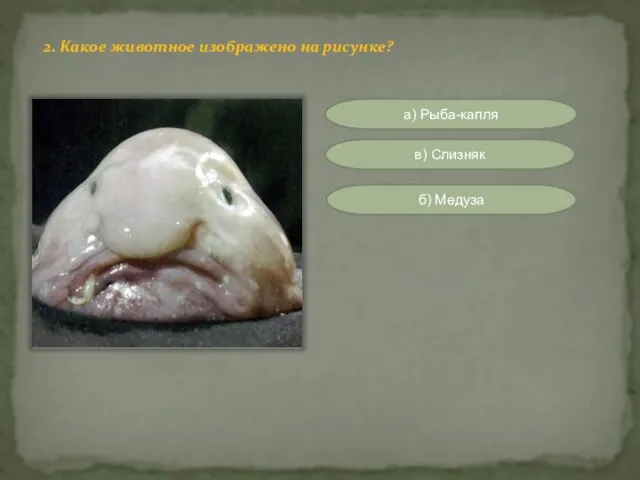 2. Какое животное изображено на рисунке? а) Рыба-капля б) Медуза в) Слизняк