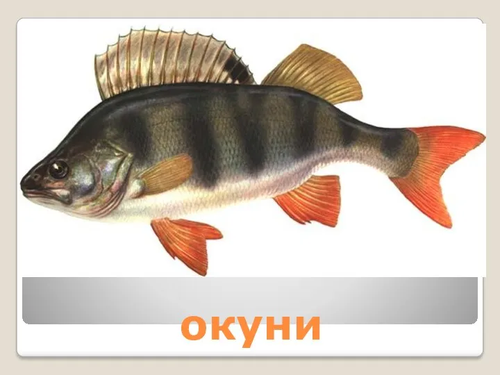 окуни