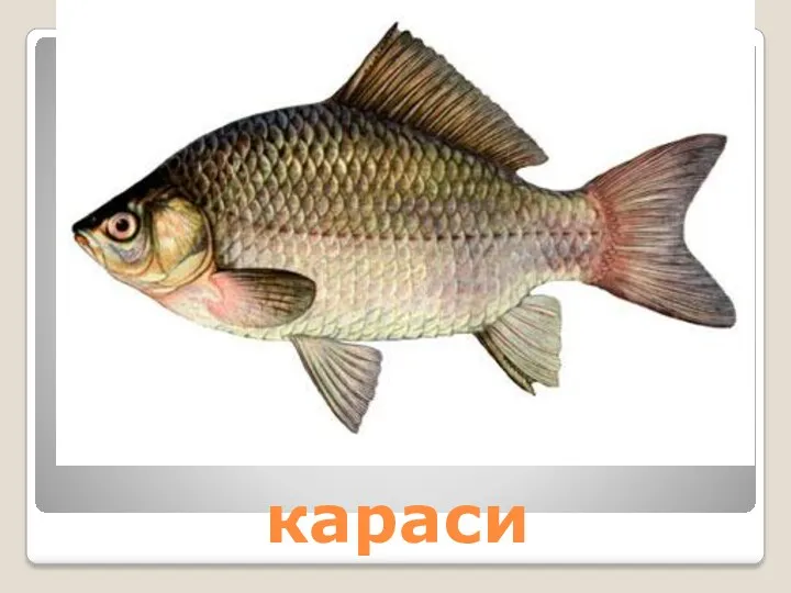 караси