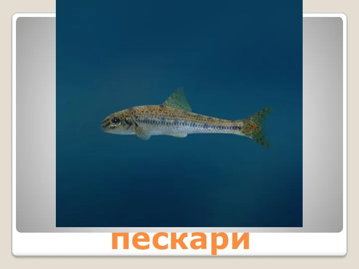 пескари