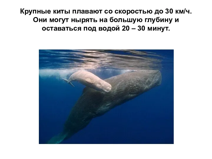 Крупные киты плавают со скоростью до 30 км/ч. Они могут