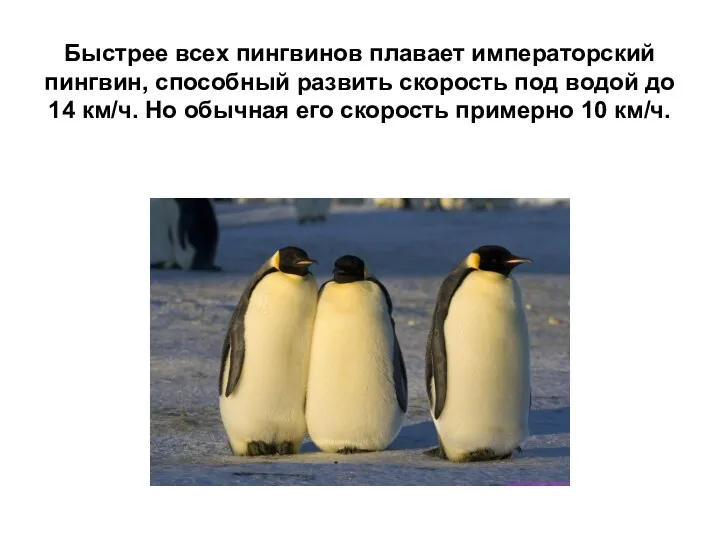 Быстрее всех пингвинов плавает императорский пингвин, способный развить скорость под