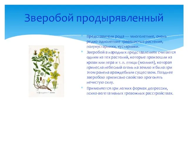 Зверобой продырявленный Представители рода — многолетние, очень редко однолетние травянистые