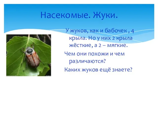 Насекомые. Жуки. У жуков, как и бабочек , 4 крыла.