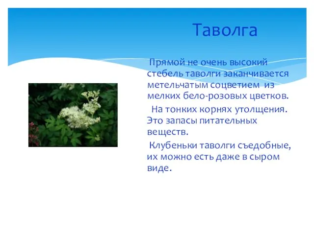 Таволга Прямой не очень высокий стебель таволги заканчивается метельчатым соцветием