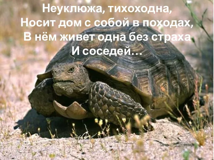 Неуклюжа, тихоходна, Носит дом с собой в походах, В нём живет одна без страха И соседей…