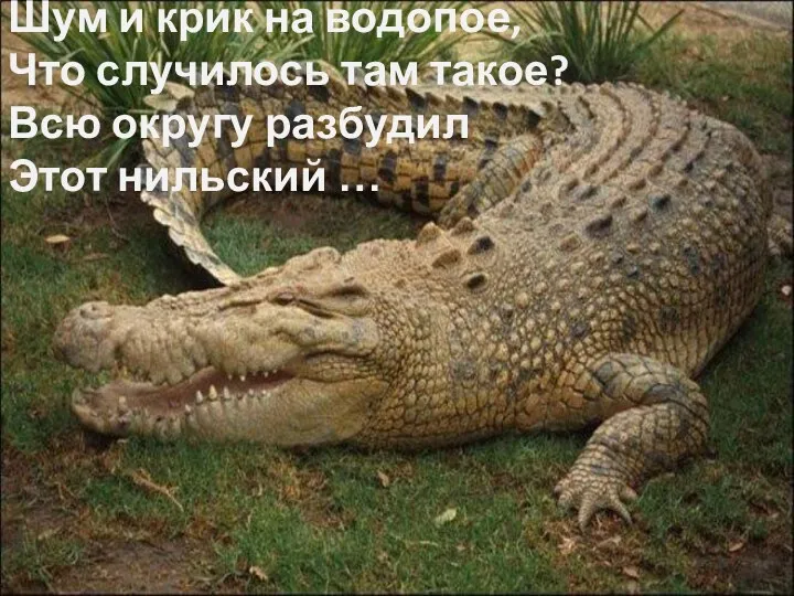 Шум и крик на водопое, Что случилось там такое? Всю округу разбудил Этот нильский …