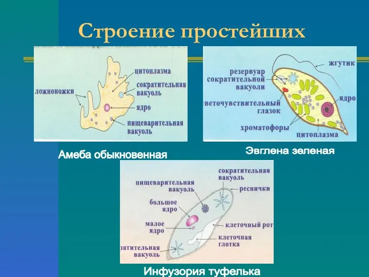 Строение простейших Амеба обыкновенная Эвглена зеленая Инфузория туфелька