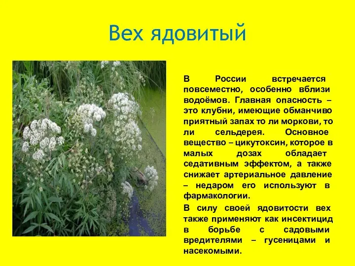 Вех ядовитый В России встречается повсеместно, особенно вблизи водоёмов. Главная