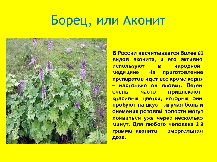 Борец, или Аконит В России насчитывается более 60 видов аконита,
