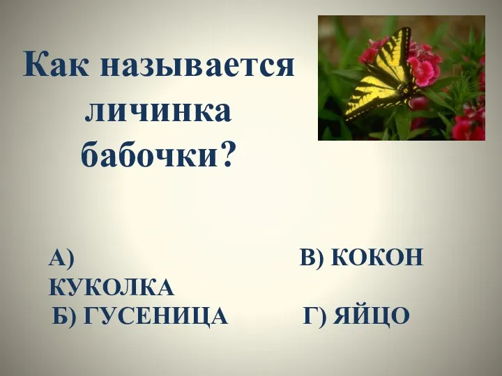 Как называется личинка бабочки? А) КУКОЛКА Б) ГУСЕНИЦА В) КОКОН Г) ЯЙЦО