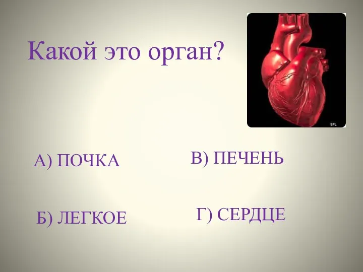 Какой это орган? А) ПОЧКА Б) ЛЕГКОЕ В) ПЕЧЕНЬ Г) СЕРДЦЕ