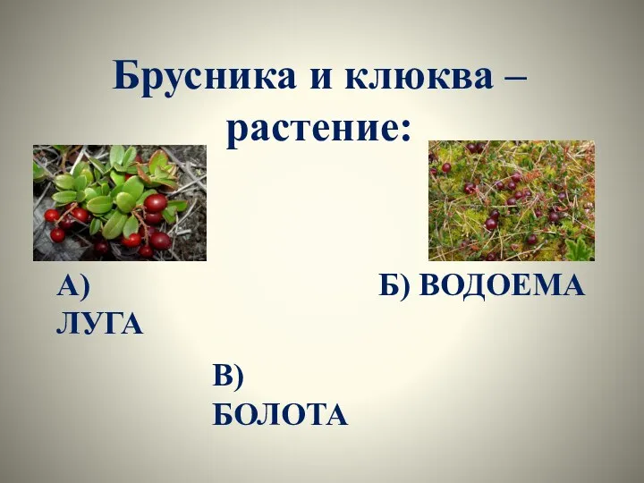 Брусника и клюква – растение: А) ЛУГА Б) ВОДОЕМА В) БОЛОТА