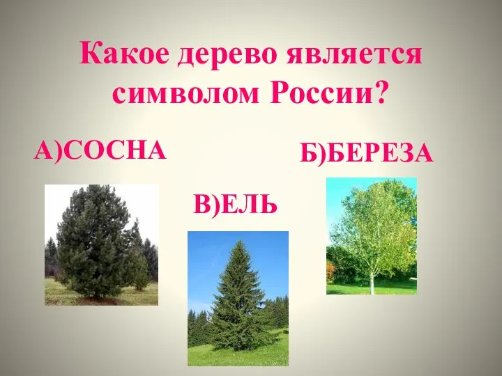 Какое дерево является символом России? А)СОСНА Б)БЕРЕЗА В)ЕЛЬ