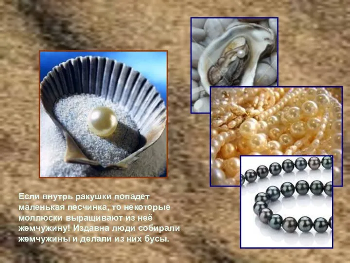 Если внутрь ракушки попадет маленькая песчинка, то некоторые моллюски выращивают