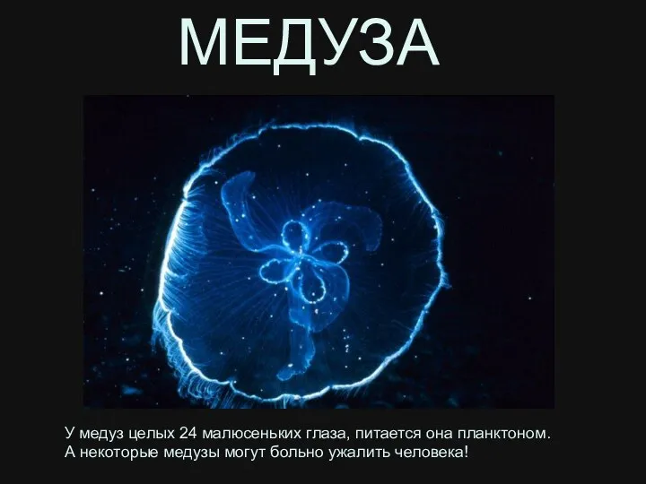 У медуз целых 24 малюсеньких глаза, питается она планктоном. А
