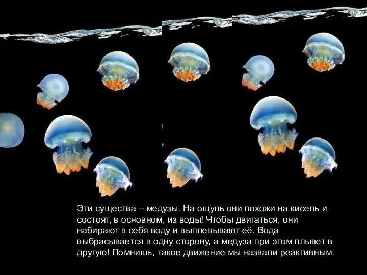 Эти существа – медузы. На ощупь они похожи на кисель