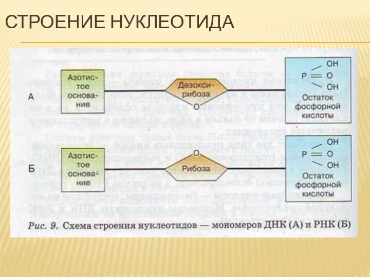 Строение нуклеотида