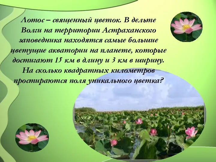 Лотос – священный цветок. В дельте Волги на территории Астраханского