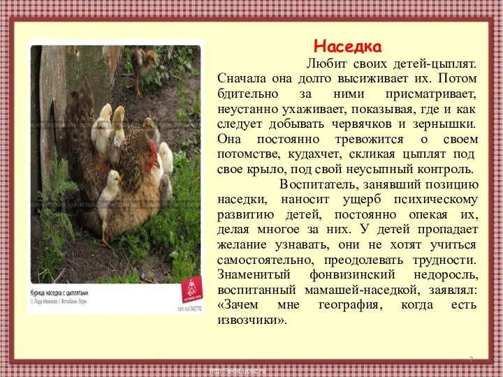 Наседка Любит своих детей-цыплят. Сначала она долго высиживает их. Потом