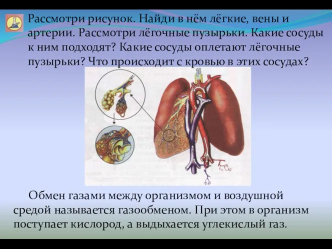 Рассмотри рисунок. Найди в нём лёгкие, вены и артерии. Рассмотри