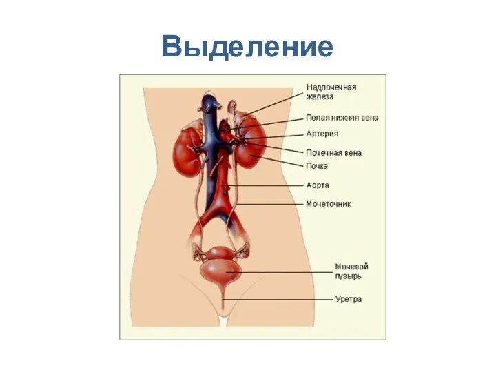 Выделение Выделение – это процесс освобождения организма от ненужных веществ.