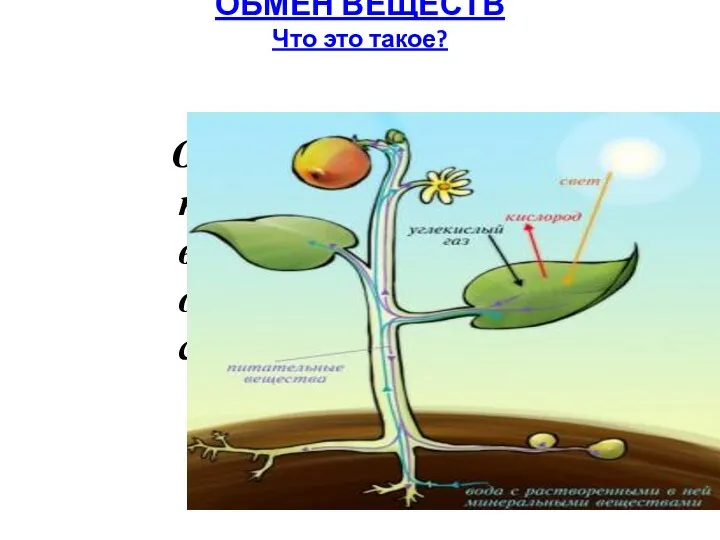 ОБМЕН ВЕЩЕСТВ Что это такое? Обмен веществ – это процесс