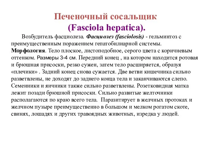 Печеночный сосальщик (Fasciola hepatica). Возбудитель фасциолеза. Фасциолез (fasciolosis) - гельминтоз с преимущественным поражением