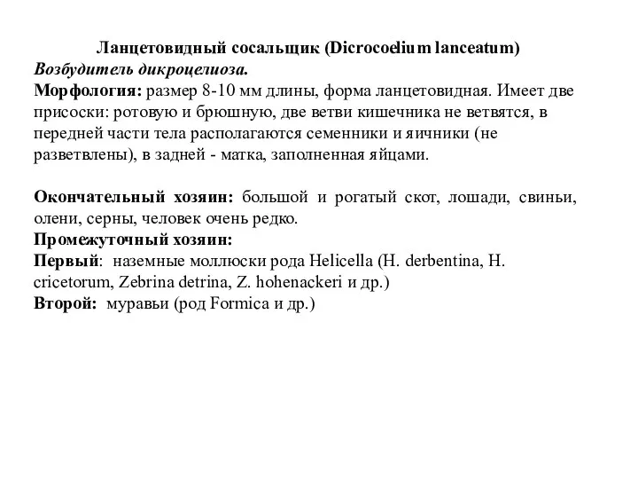 Ланцетовидный сосальщик (Dicrocoelium lanceatum) Возбудитель дикроцелиоза. Морфология: размер 8-10 мм длины, форма ланцетовидная.