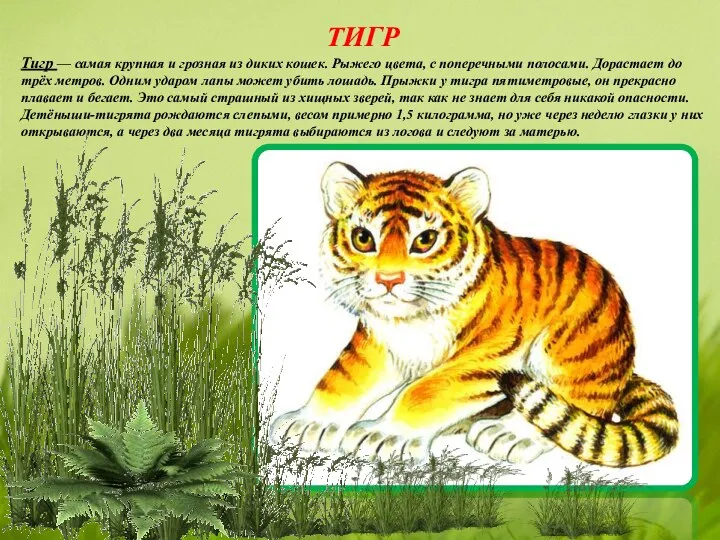ТИГР Тигр — самая крупная и грозная из диких кошек.