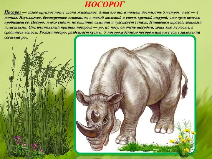 НОСОРОГ Носорог — самое крупное после слона животное, длина его