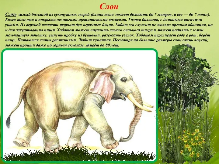 Слон Слон- самый большой из сухопутных зверей (длина тела может