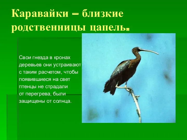 Каравайки – близкие родственницы цапель. Свои гнезда в кронах деревьев