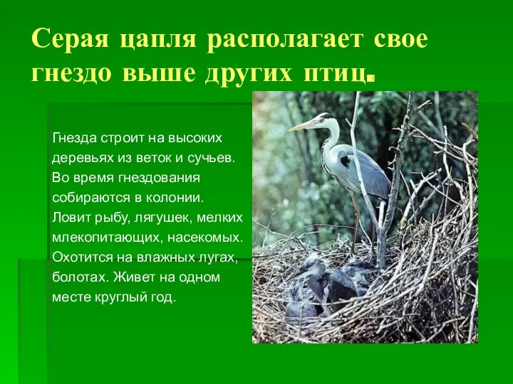 Серая цапля располагает свое гнездо выше других птиц. Гнезда строит на высоких деревьях