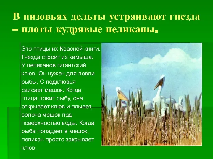 В низовьях дельты устраивают гнезда – плоты кудрявые пеликаны. Это птицы их Красной