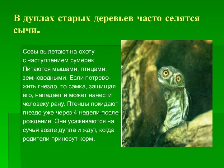 В дуплах старых деревьев часто селятся сычи. Совы вылетают на охоту с наступлением