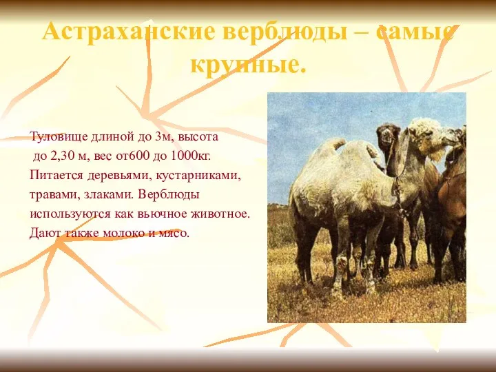 Астраханские верблюды – самые крупные. Туловище длиной до 3м, высота до 2,30 м,