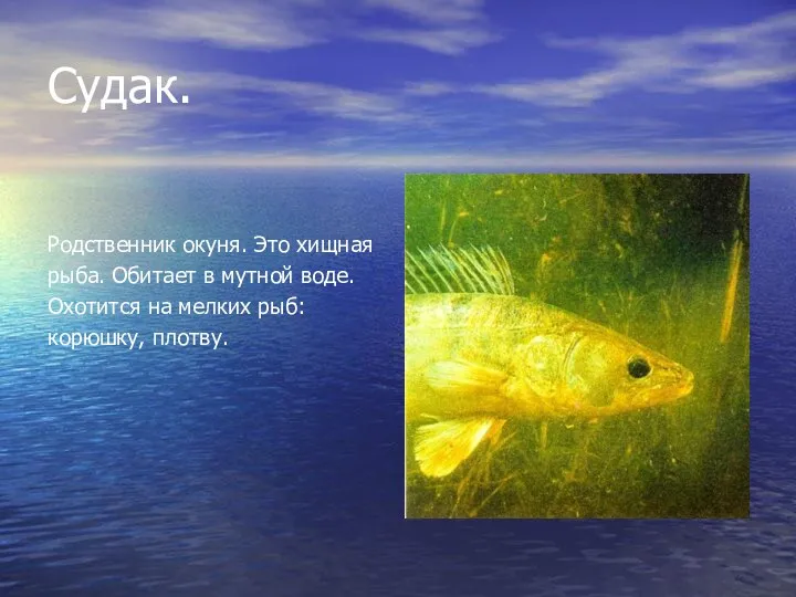 Судак. Родственник окуня. Это хищная рыба. Обитает в мутной воде. Охотится на мелких рыб: корюшку, плотву.