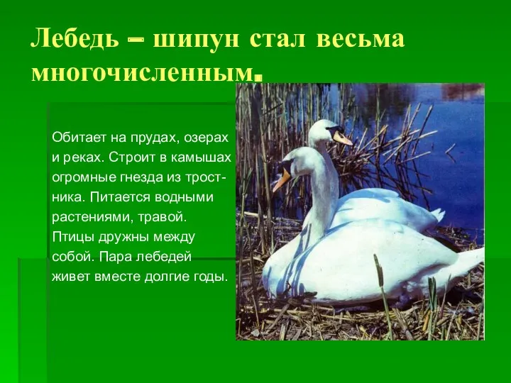 Лебедь – шипун стал весьма многочисленным. Обитает на прудах, озерах и реках. Строит