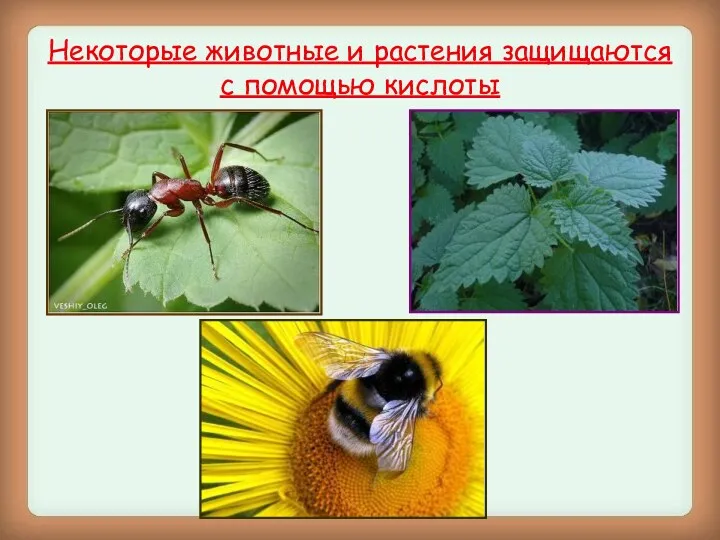 Некоторые животные и растения защищаются с помощью кислоты