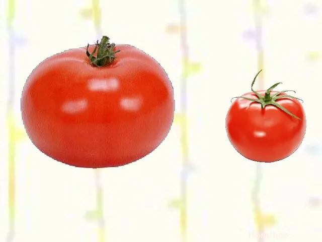 Помидор - помидорчик